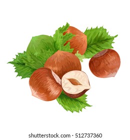 hazelnut. filbert. cobnut. nut. vector illustration. leaves.delicious healthy vegan snack. 