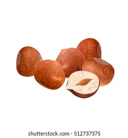 hazelnut. filbert. cobnut. nut. vector illustration. leaves.delicious healthy vegan snack. 