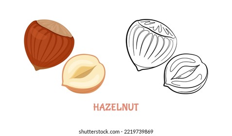 Hazelnut flat illustration colored and outlined. Vector nut isolated on white. Simple icon sketch.