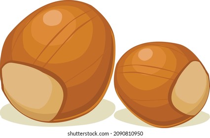 avellanas. ilustración vectorial. diseño saludable de comida dulce y fresca.