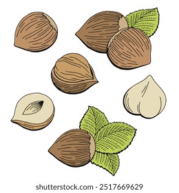 Hazelnut graphic color isolated sketch illustration vector