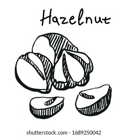 Hazelnut. Graphic illustration, black and white. Hand drawn sketch, handwritten text