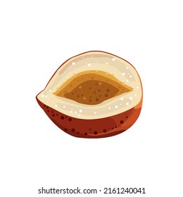 Hazelnut half abstract illustration. Useful natural product.