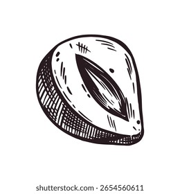Hazelnut, half a hazelnut hand-drawn in ink. Vector illustration for printing on food packaging, cosmetics, for design and decor, printing on paper, fabric. Vector illustration