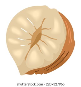hazelnut half nut organic icon