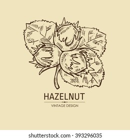 Hazelnut. Hand drawn