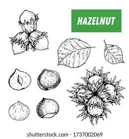 Hazelnut hand drawn sketch. Nuts vector illustration. Hazelnut branch. Organic healthy food. Great for packaging design. Engraved style. Black and white color.