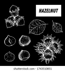 Hazelnut hand drawn sketch. Nuts vector illustration. Hazelnut branch. Organic healthy food. Great for packaging design. Engraved style. Black and white color.