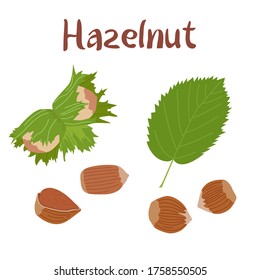 Haselnuss, handgezeichnet, Vektorgrafik. Nüsse mit Blättern, Kernelschale einzeln auf weißem Hintergrund. Superfood. Haselnusselemente. Design-Element für das Design von Plakaten, Karten oder T-Shirts