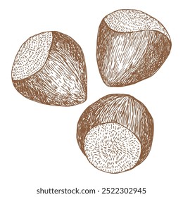 Hazelnut hand drawn vector illustration isolated on white background