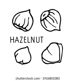 Hazelnut. Hand drawn vector nut and hazelnut text. Doodle Linear sketch. Organic, fresh cooking, healthy diet. Organic product sketch. Hazelnut set. For label template, packaging, farm market emblem.