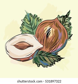 Hazelnut, hand drown, vector