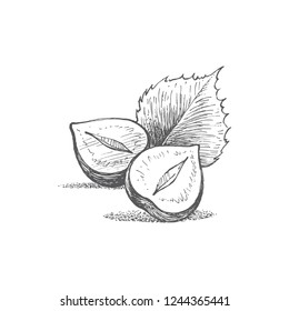 hazelnut hand illustration, vector image, retro style