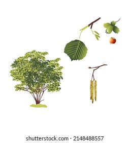 hazelnut hazel spring flowering shrubs foliage seeds nuts fruits seasons ecology flora forest park clean air forestry farm