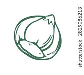 Hazelnut in Husk with Pointed Tip and Smooth Shell. Hand Drawn Doodle Style Filbert Illustration Isolated on Light Background. Minimalist Outline Icon and Symbol for Eco Packaging, Label and Print.
