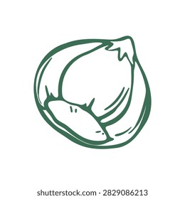 Hazelnut in Husk with Pointed Tip and Smooth Shell. Hand Drawn Doodle Style Filbert Illustration Isolated on Light Background. Minimalist Outline Icon and Symbol for Eco Packaging, Label and Print.