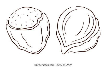 Hazelnut icon in line art style. Nuts in shell and peeled in sketch style. Vector illustration isolated on a white background.