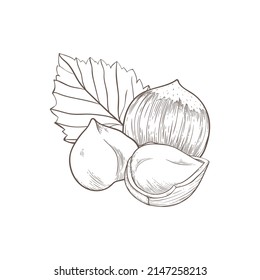 Hazelnut icon several fruit nuts and leaves and kernels. composition of hazelnuts, organic product