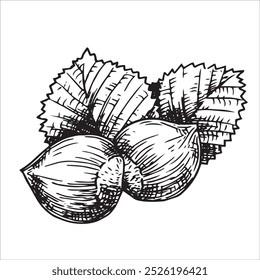 hazelnut illustration. linear drawing in sketch style