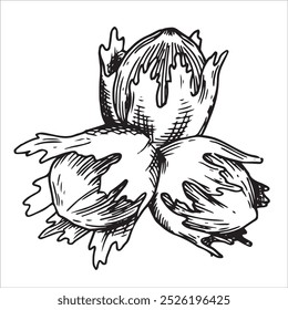 hazelnut illustration. linear drawing in sketch style