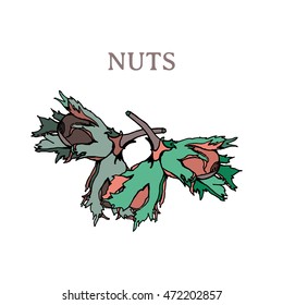 Hazelnut ink illustration. Useful for ads, signboards, packaging, menu design, interior decorating and other design.