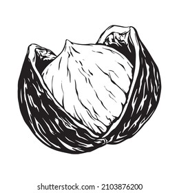 Hazelnut. Isolated flat hazelnut in shell and peeled. sketch icons nuts. Food texture for grocery shop. Line art style. Vegetarian diet snack vector illustration.  whole walnut