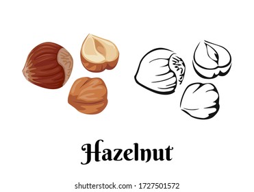 Hazelnut isolated on white background. Vector color illustration of  nuts in shell and peeled in cartoon flat style and black and white outline. Organic food Icon.