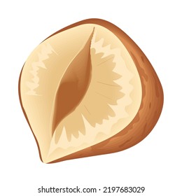 hazelnut isolated realistic icon vector