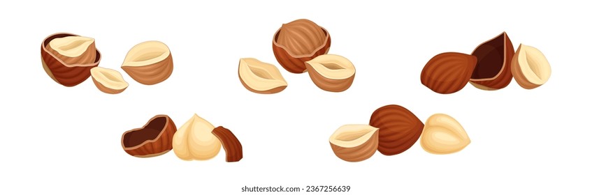 Hazelnut Kernel in Cracked Shell and Husk Vector Set