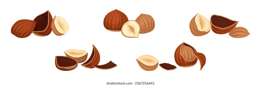 Hazelnut Kernel in Cracked Shell and Husk Vector Set