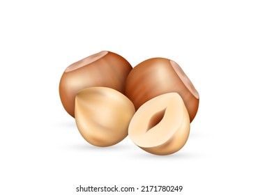 Hazelnut kernel in shell and seed realistic icon. Tasty fresh hazel nut for nutrition, branding and advertisement isolated on white background. Vector illustration