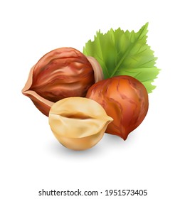 Hazelnut kernels are ripe and tasty, a healthy treat, a source of protein. For snacks and chocolate spread. Vector