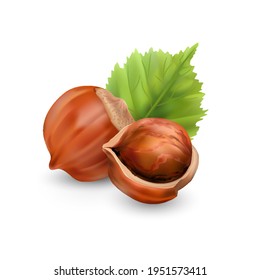 Hazelnut kernels are ripe and tasty, a healthy treat, a source of protein. For snacks and chocolate spread. Vector