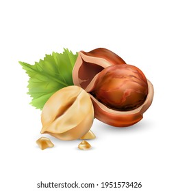 Hazelnut kernels are ripe and tasty, a healthy treat, a source of protein. For snacks and chocolate spread. Vector