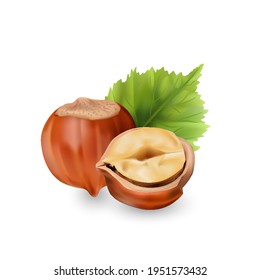 Hazelnut kernels are ripe and tasty, a healthy treat, a source of protein. For snacks and chocolate spread. Vector