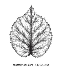 Hazelnut leaf - black and white engraving vector illustration 