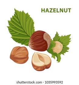 Hazelnut with leaf isolated on white background. Color image for template label, packing and emblem farmer market design. Vector illustration in cartoon flat style.