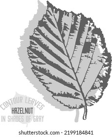 Hazelnut leaf vector silhouette. A set of decorative hazel nut leaves silhouette for further color application. Line art of hazelnut leaves in shades of gray