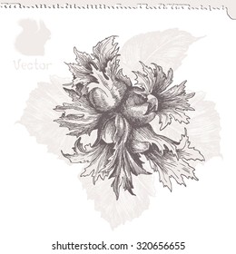 avellanas con hojas, dibujo detallado,ilustración vectorial