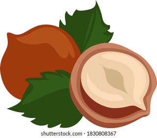 Hazellanas con hojas, ilustración, vector sobre fondo blanco