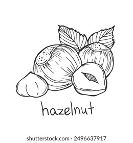 hazelnut line vector design illustration suitable for food, protein, cartoon, collection, icon, poster