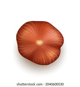 Hazelnut Natural Nut Kernel Bio Nutrition Vector. Hazelnut Vegetarian Whole Delicious Product. Fresh Cobnuts Or Filberts Harvest, Vitamin Hazel Seed Ingredient Template Realistic 3d Illustration