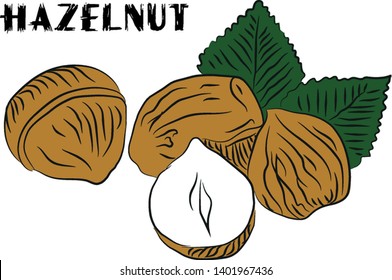 HAZELNUT, NUT, clipart, vector illustration