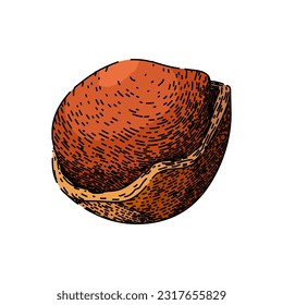 hazelnut nut hand drawn. fly fruit, shell hazel, vector filbert, food brown, flavor natural hazelnut nut vector sketch. isolated color illustration