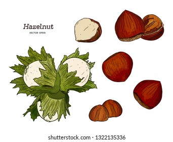 Hazelnut nut seed vector. Engraved hand drawn illustration in retro vintage style. Organic Food, cosmetics, treatment component. - Vector