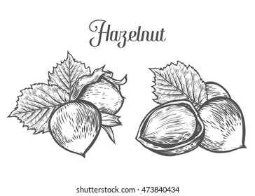 Hazelnut nut seed vector. Isolated on white background. Hazelnut butter food ingredient. Engraved hand drawn illustration in retro vintage style. Organic Food, cosmetics, treatment component.