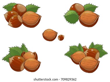 hazelnut, nut vector