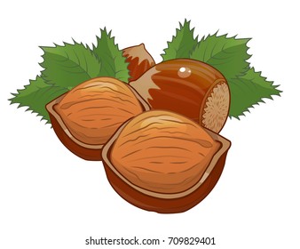 hazelnut, nut vector