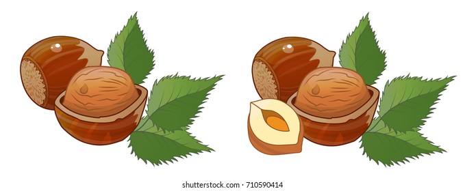 hazelnut, nut vector