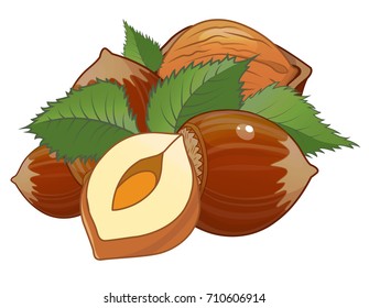 hazelnut, nut vector